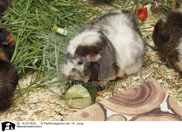 Meerschweinchen / Guinea Pig / KJ-01820
