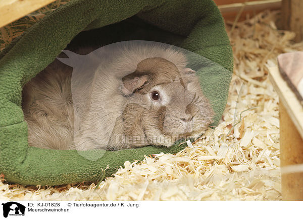 Meerschweinchen / Guinea Pig / KJ-01828