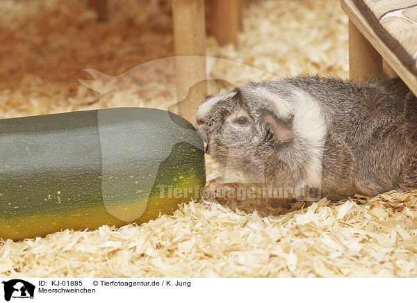 Meerschweinchen / Guinea Pig / KJ-01885