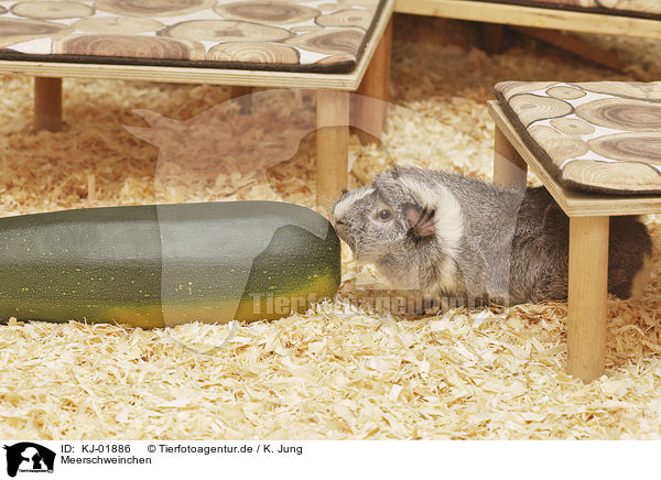 Meerschweinchen / Guinea Pig / KJ-01886