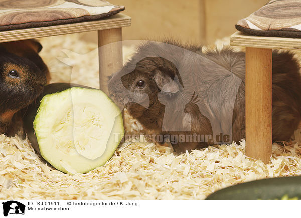 Meerschweinchen / Guinea Pig / KJ-01911