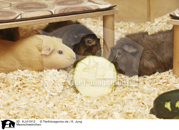 Meerschweinchen / KJ-01912