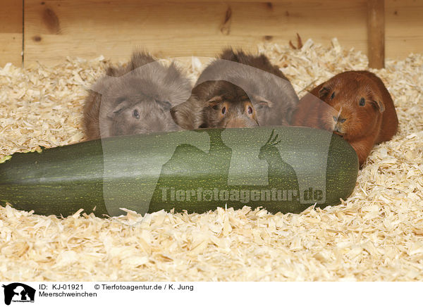 Meerschweinchen / Guinea Pig / KJ-01921