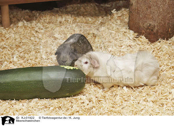 Meerschweinchen / Guinea Pig / KJ-01922