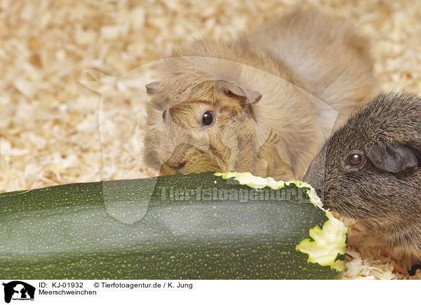 Meerschweinchen / Guinea Pig / KJ-01932