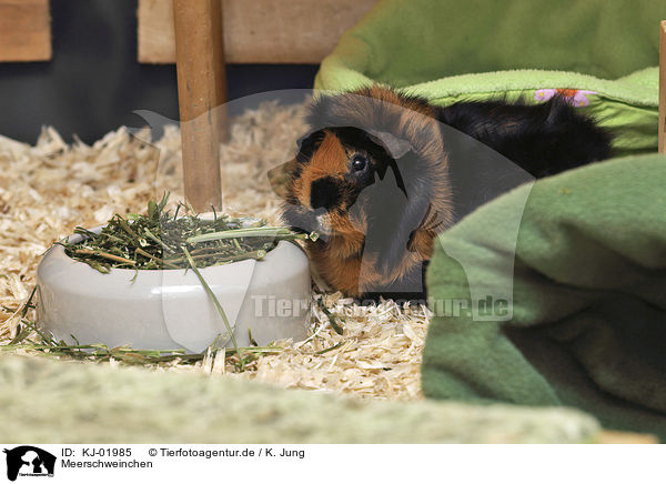 Meerschweinchen / Guinea Pig / KJ-01985