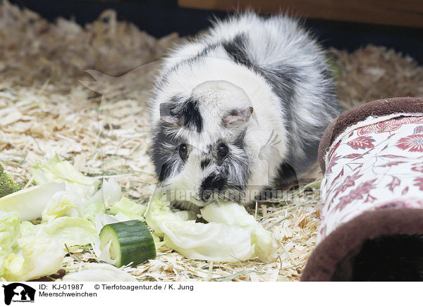 Meerschweinchen / Guinea Pig / KJ-01987