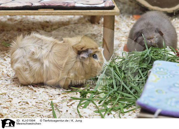 Meerschweinchen / Guinea Pig / KJ-01994