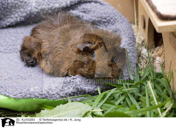 Rosettenmeerschweinchen / Abyssinian guinea pig / KJ-03283