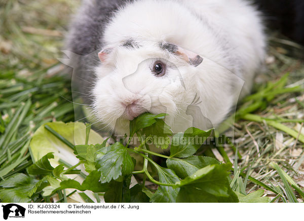 Rosettenmeerschweinchen / Abyssinian guinea pig / KJ-03324