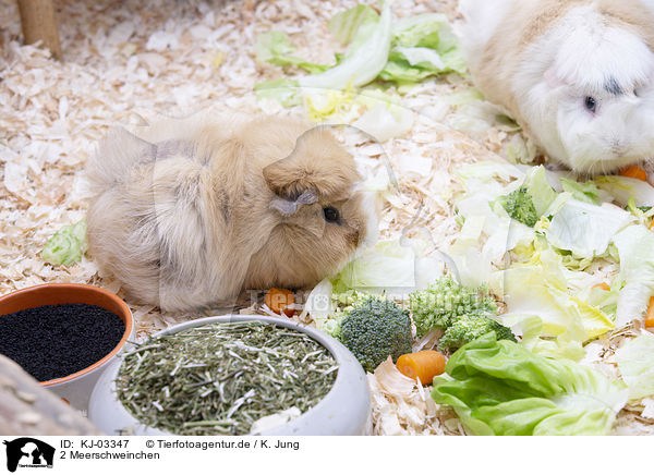 2 Meerschweinchen / 2 guinea pig / KJ-03347