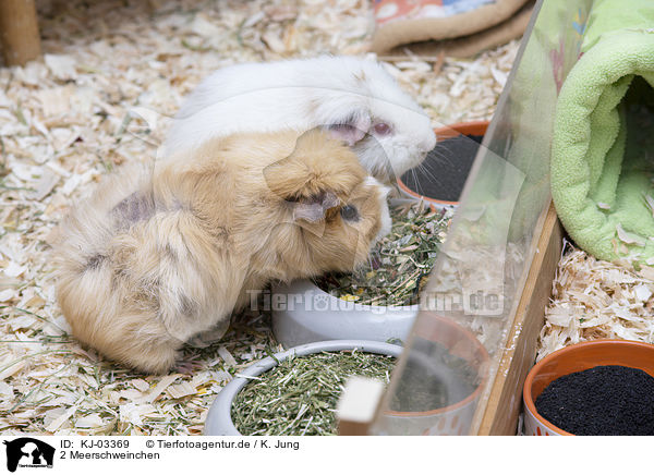 2 Meerschweinchen / 2 guinea pig / KJ-03369