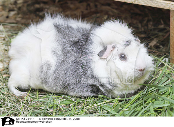 Rosettenmeerschweinchen / Abyssinian guinea pig / KJ-03414