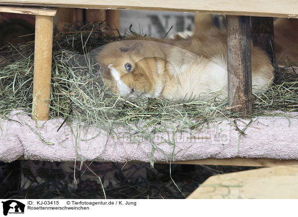 Rosettenmeerschweinchen / Abyssinian guinea pig / KJ-03415