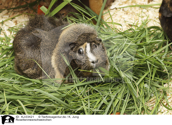 Rosettenmeerschweinchen / KJ-03421