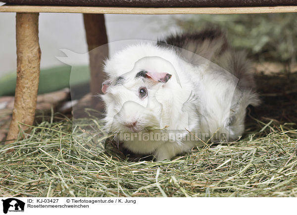 Rosettenmeerschweinchen / Abyssinian guinea pig / KJ-03427