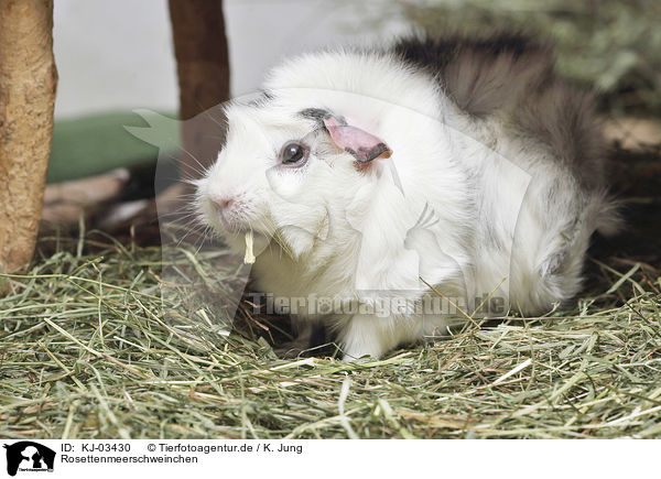 Rosettenmeerschweinchen / Abyssinian guinea pig / KJ-03430