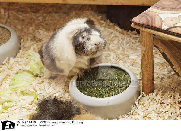 Rosettenmeerschweinchen / Abyssinian guinea pig / KJ-03435