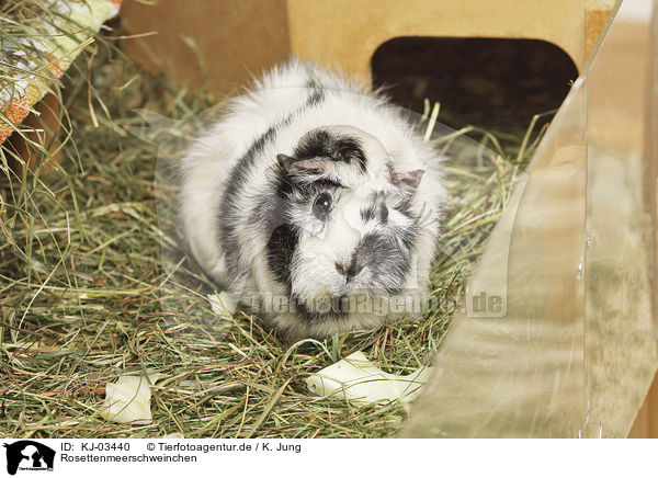Rosettenmeerschweinchen / Abyssinian guinea pig / KJ-03440