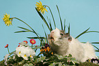 Rosettenmeerschwein