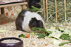 Meerschweinchen