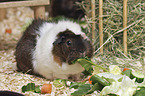 Meerschweinchen