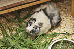 Meerschweinchen