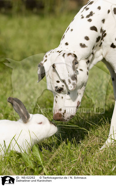 Dalmatiner und Kaninchen / Dalmatian and rabbit / NS-02262