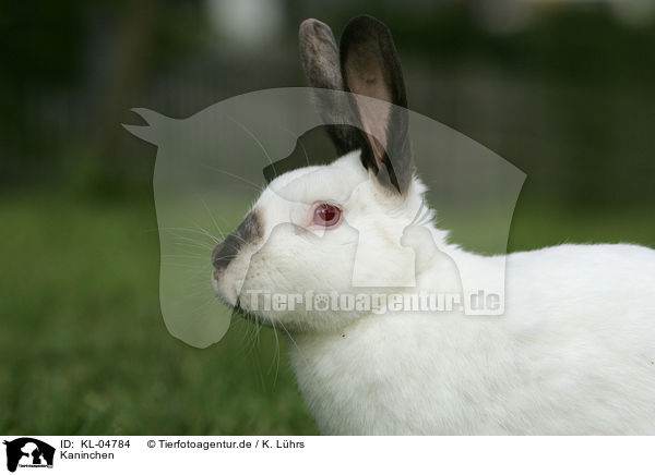 Kaninchen / bunny / KL-04784