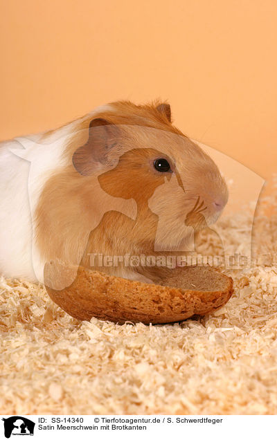 Satin Meerschwein mit Brotkanten / satin guinea pig with crust / SS-14340