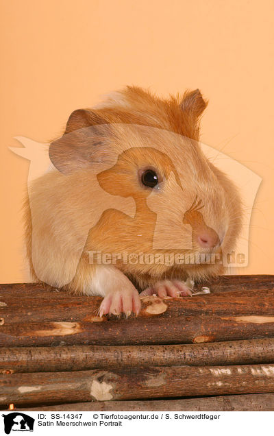 Satin Meerschwein Portrait / satin guinea pig Portrait / SS-14347