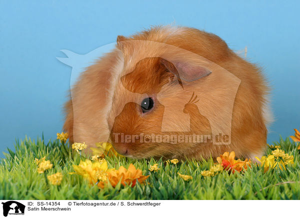 Satin Meerschwein / SS-14354