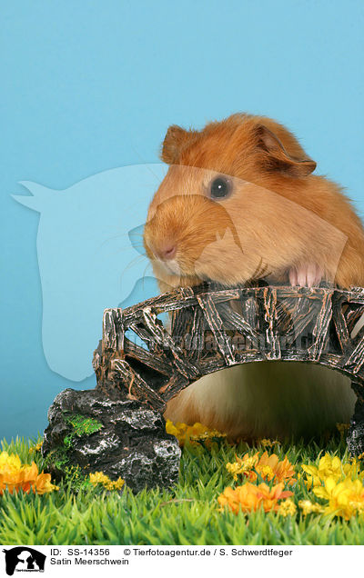 Satin Meerschwein / SS-14356