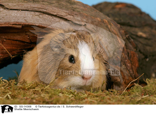 Sheltie Meerschwein / guinea pig / SS-14368