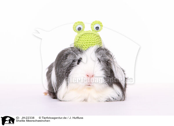 Sheltie Meerschweinchen / JH-22338