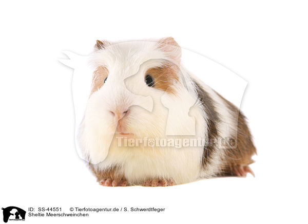 Sheltie Meerschweinchen / SS-44551