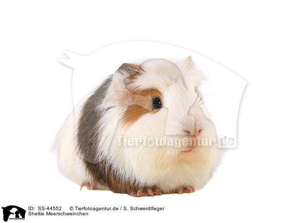 Sheltie Meerschweinchen / SS-44552