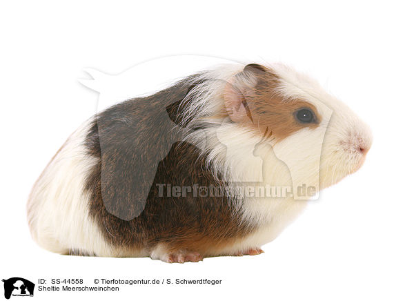 Sheltie Meerschweinchen / Sheltie Guinea Pig / SS-44558