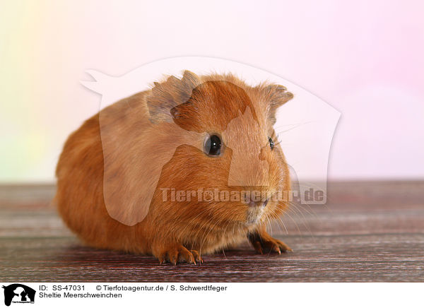 Sheltie Meerschweinchen / Sheltie guinea pig / SS-47031