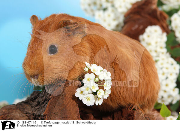 Sheltie Meerschweinchen / SS-47119