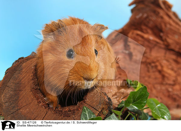 Sheltie Meerschweinchen / SS-47126