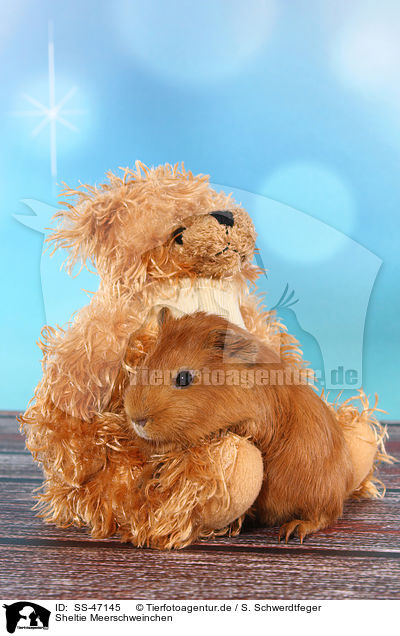 Sheltie Meerschweinchen / Sheltie guinea pig / SS-47145