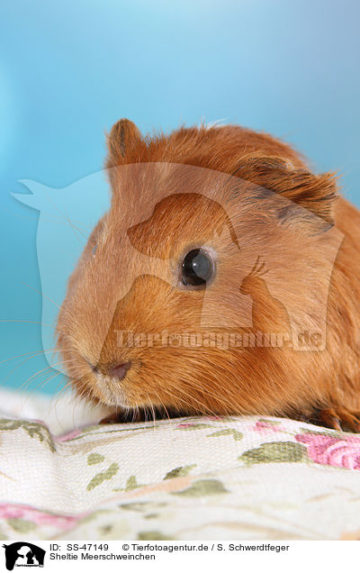 Sheltie Meerschweinchen / SS-47149