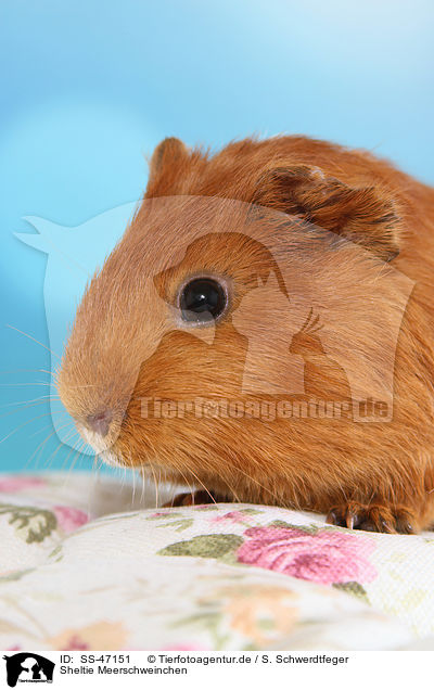 Sheltie Meerschweinchen / Sheltie guinea pig / SS-47151