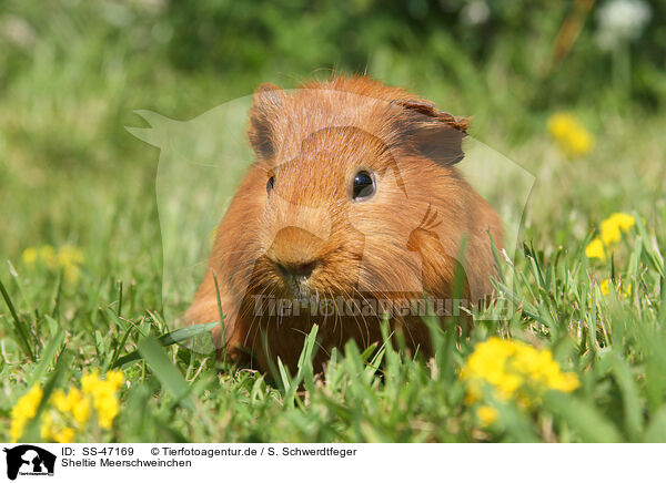 Sheltie Meerschweinchen / Sheltie guinea pig / SS-47169