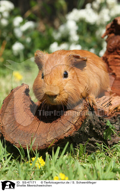 Sheltie Meerschweinchen / Sheltie guinea pig / SS-47171