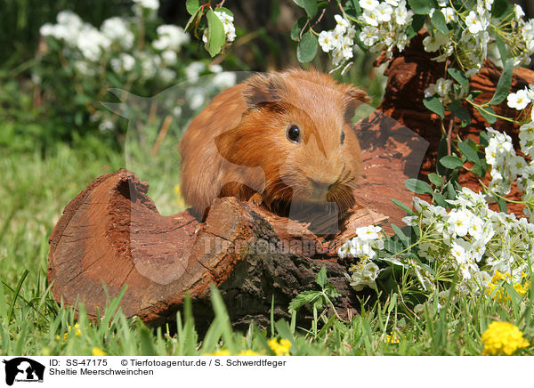 Sheltie Meerschweinchen / Sheltie guinea pig / SS-47175