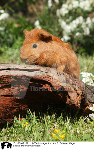 Sheltie Meerschweinchen / SS-47182