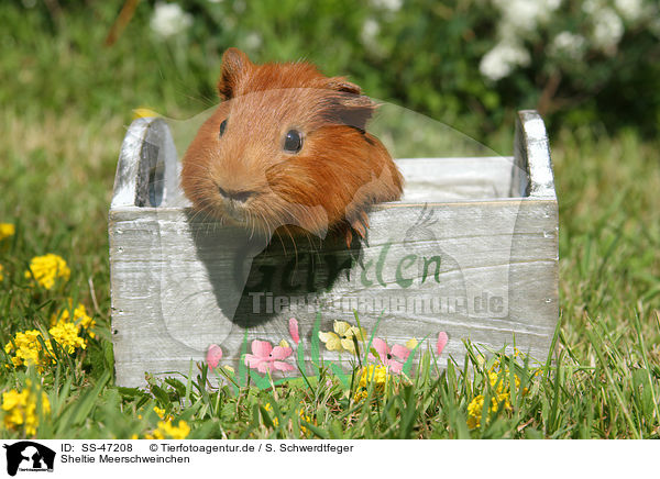 Sheltie Meerschweinchen / Sheltie guinea pig / SS-47208