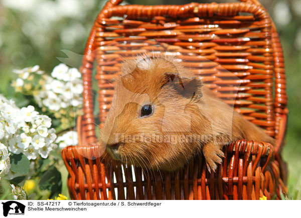 Sheltie Meerschweinchen / SS-47217